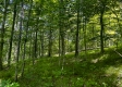 More of Tract 10 at The Woods on Wayne National Forest