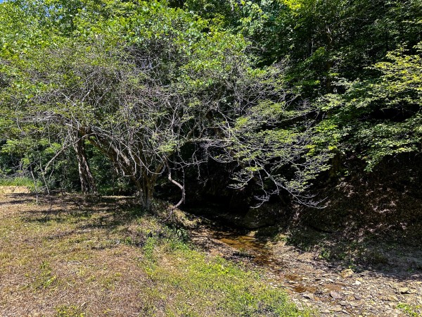Tract 11 at The Woods on Wayne National Forest property photo