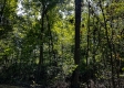 Tract 2 - The Woods at Dutch Ridge property photo