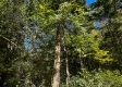 Tract 2 - The Woods at Dutch Ridge property photo
