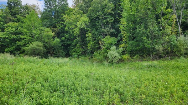Tract 14 - Albany Woods property photo