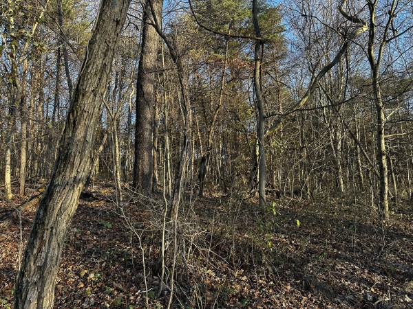 Tract 1 - The Woods at Dutch Ridge property photo