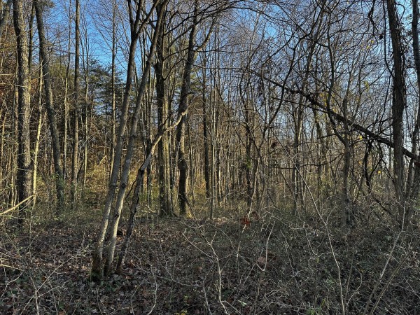 Tract 1 - The Woods at Dutch Ridge property photo
