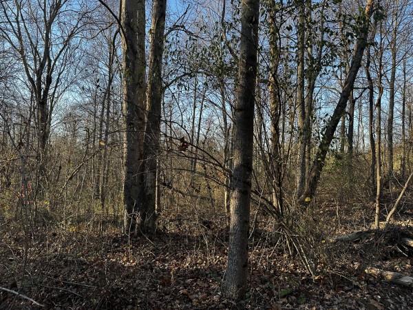 Tract 1 - The Woods at Dutch Ridge property photo