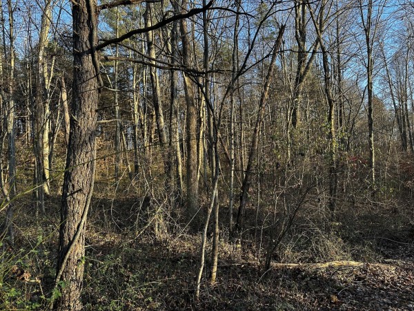 Tract 1 - The Woods at Dutch Ridge property photo