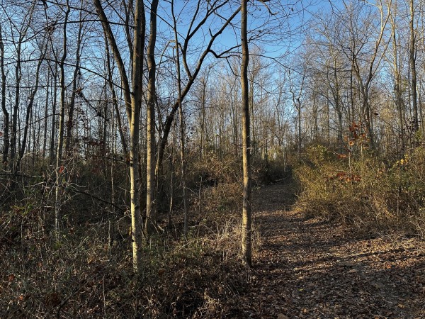 Tract 1 - The Woods at Dutch Ridge property photo