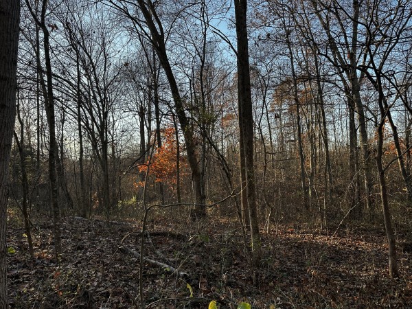 Tract 1 - The Woods at Dutch Ridge property photo