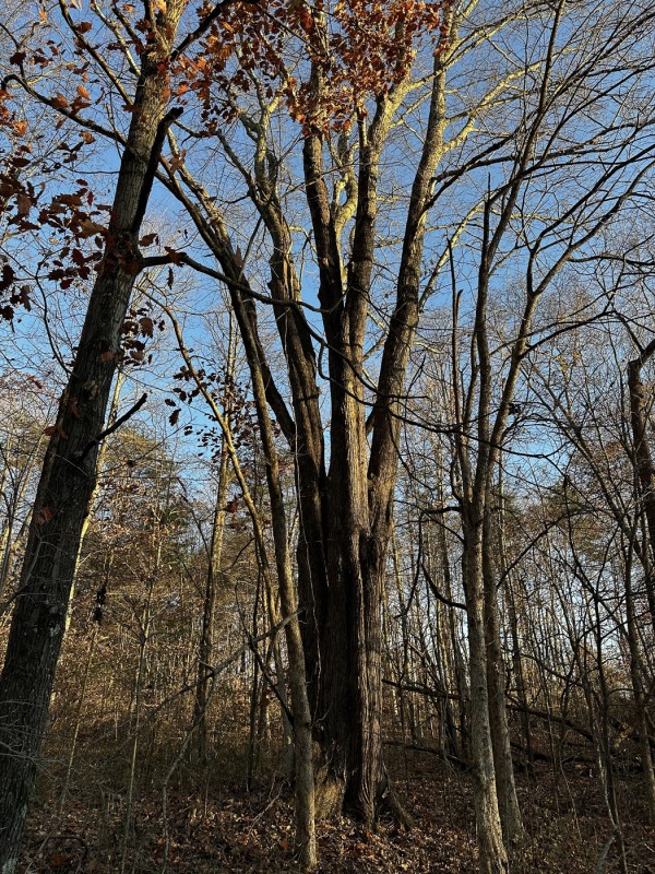 Tract 1 - The Woods at Dutch Ridge property photo