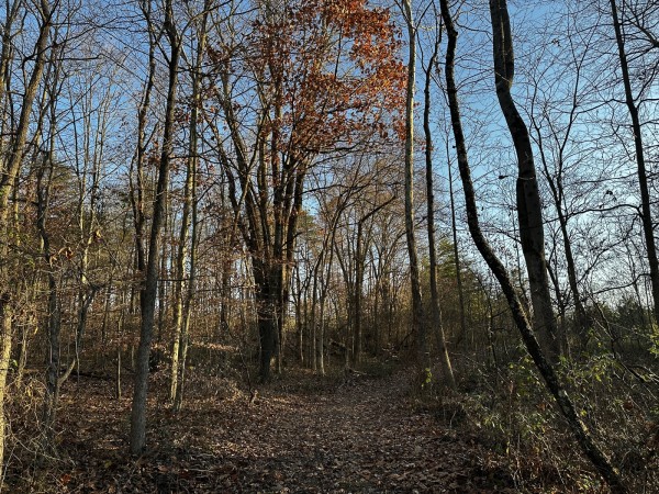 More of Tract 1 - The Woods at Dutch Ridge