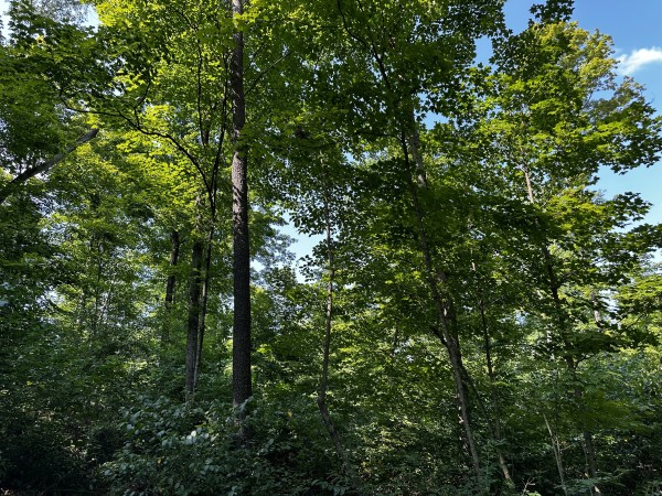 Tract 3 - Sheridan Woods property photo