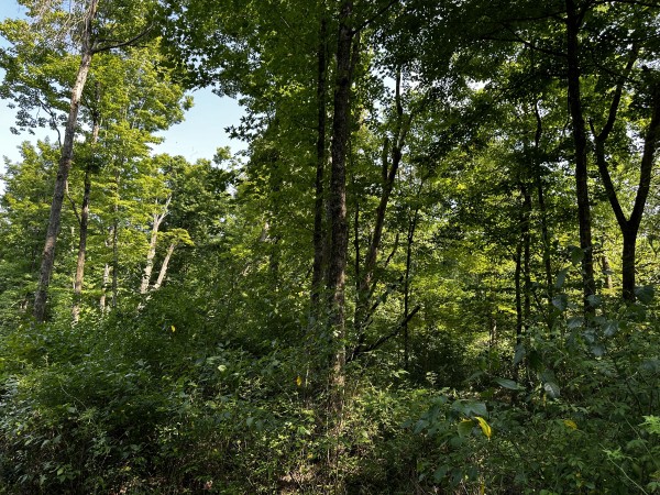 Tract 3 - Sheridan Woods property photo