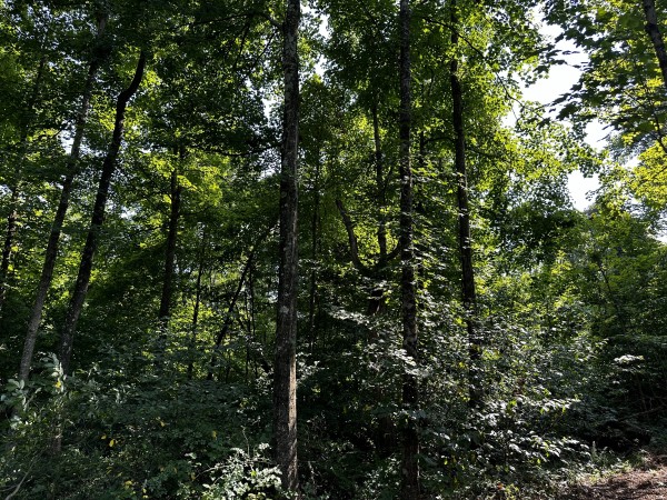 Tract 3 - Sheridan Woods property photo