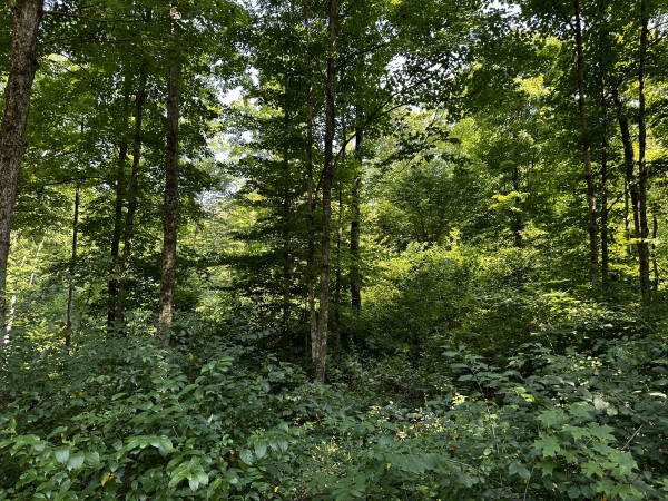Tract 3 - Sheridan Woods property photo