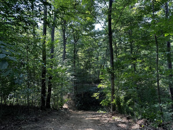 More of Tract 3 - Sheridan Woods