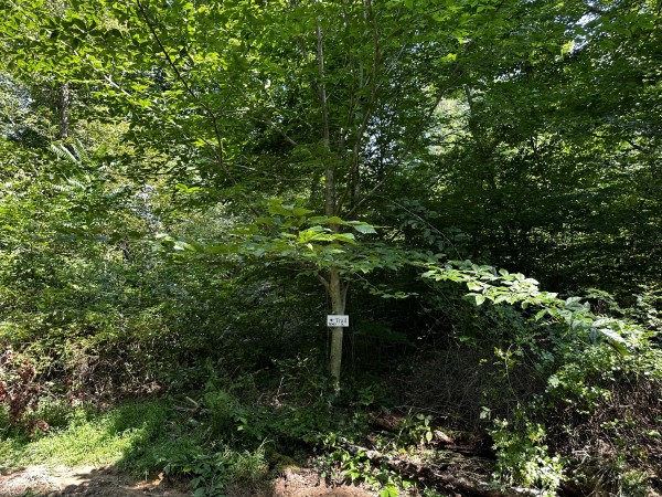 Tract 3 - Sheridan Woods property photo