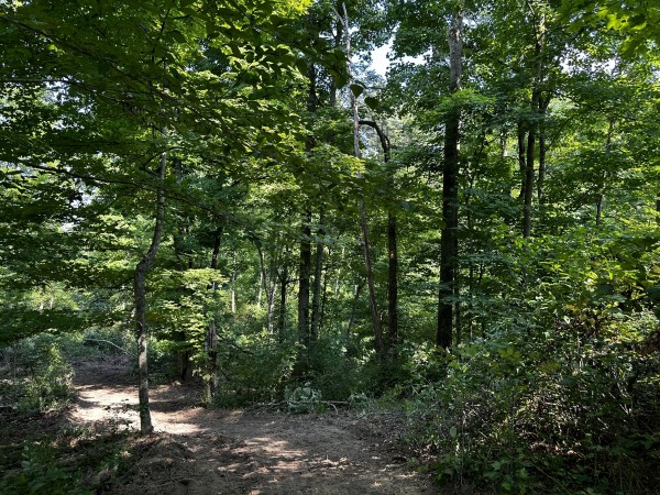 Tract 3 - Sheridan Woods property photo