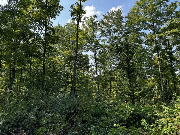 Tract 3 - Sheridan Woods property photo