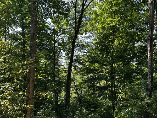 Tract 3 - Sheridan Woods property photo