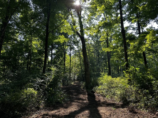 Tract 3 - Sheridan Woods property photo