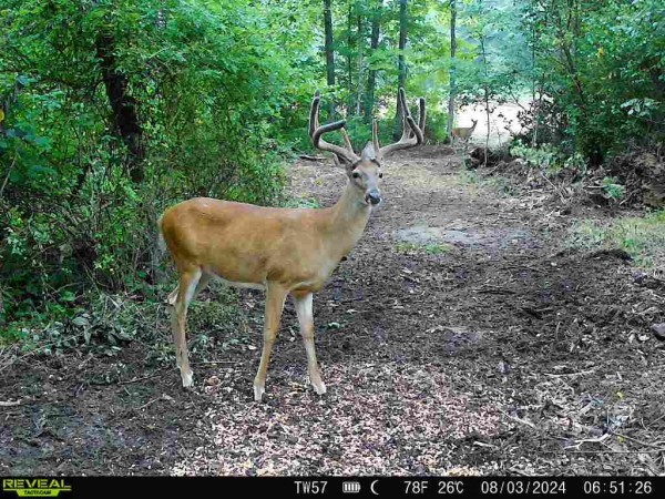 More of Tract 3 - Sheridan Woods