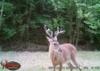 Tract 13 at The Woods on Wayne National Forest property photo