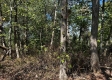 Tract 6 - The Woods at Dutch Ridge property photo