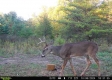 More of Tract 6 - The Woods at Dutch Ridge