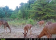 More of Tract 6 - The Woods at Dutch Ridge