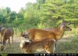 More of Tract 3 - The Woods at Dutch Ridge