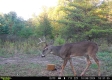 Tract 4 - The Woods at Dutch Ridge property photo