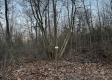 Tract 4 - The Woods at Dutch Ridge property photo