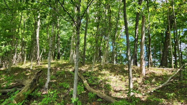 More of Tract 17 - Albany Woods