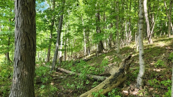 More of Tract 17 - Albany Woods