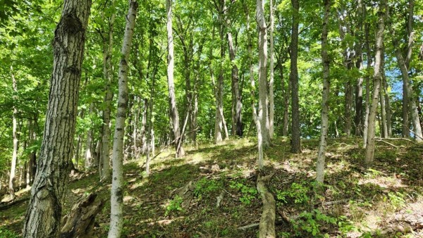 More of Tract 17 - Albany Woods