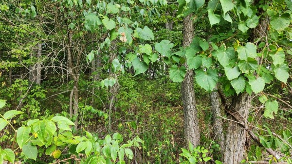 More of Tract 17 - Albany Woods