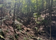More of Garfield Carter Rd
