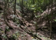More of Garfield Carter Rd