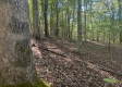 More of Garfield Carter Rd