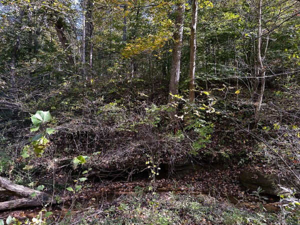 Skyline Cabin - The Woods on Wayne National Forest property photo