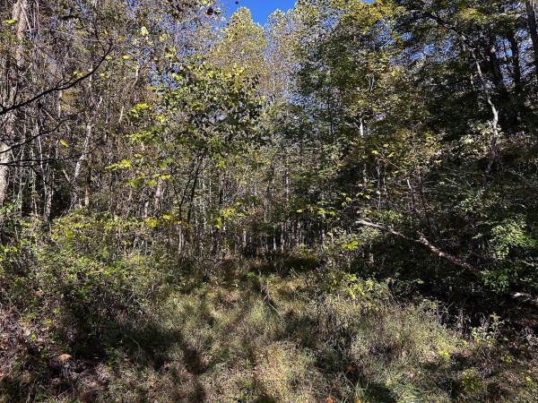 Skyline Cabin - The Woods on Wayne National Forest property photo