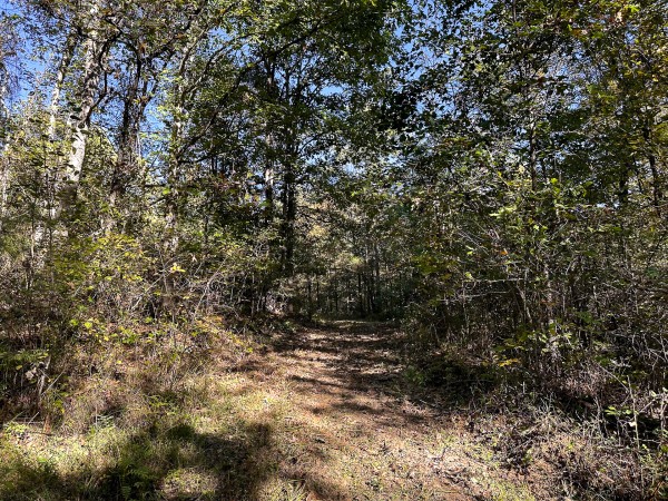 Skyline Cabin - The Woods on Wayne National Forest property photo