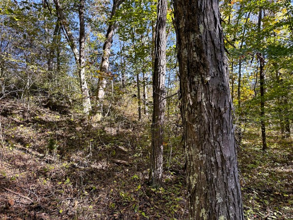 Skyline Cabin - The Woods on Wayne National Forest property photo