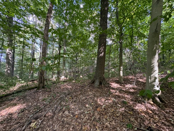 Tract 11 at Albany Woods 2 Awesome Caves property photo