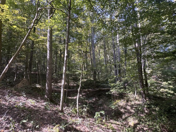 Tract 11 at Albany Woods 2 Awesome Caves property photo