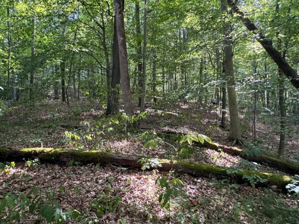 Tract 11 at Albany Woods 2 Awesome Caves property photo