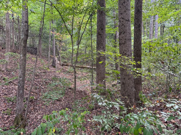 Tract 11 at Albany Woods 2 Awesome Caves property photo