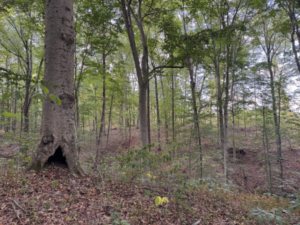 Tract 11 at Albany Woods 2 Awesome Caves property photo