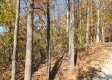 Tract 8 – Brady Road on Wayne property photo