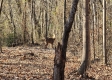 Tract 8 – Brady Road on Wayne property photo