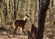 Tract 8 – Brady Road on Wayne property photo